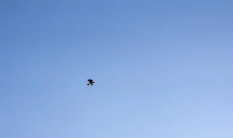 Crow flying through the sky Stock Photos