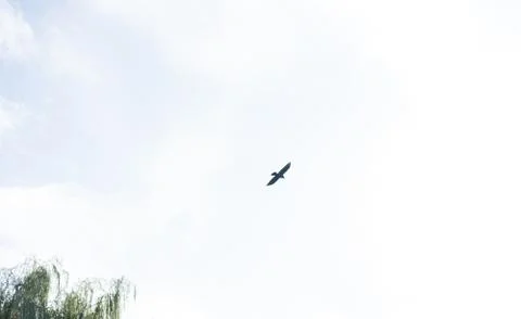Crow flying through the sky Foto stock