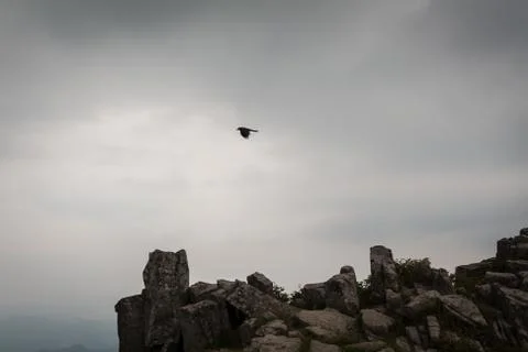 Crow flying at the top of a mountain Stock Photos