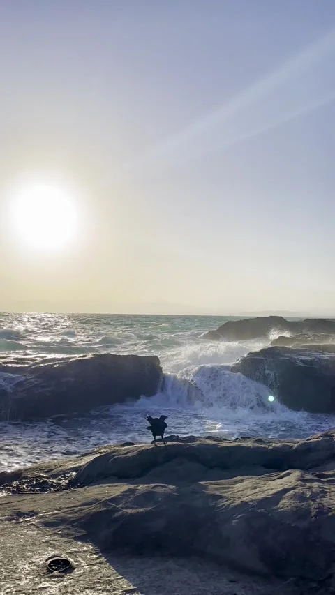 Crow flying by waves breaking at rocks in beach Stock Footage 277547899