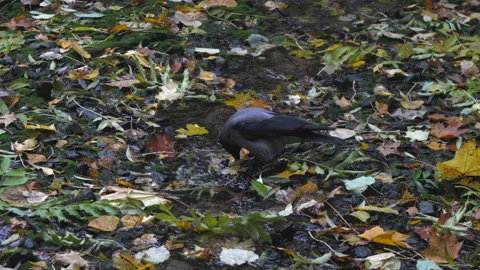 Crow Food Fall Vidéo 217978128