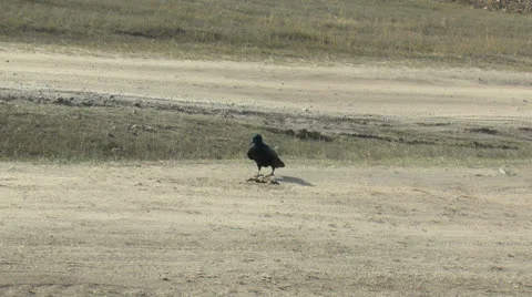 Crow for food Stock Footage
