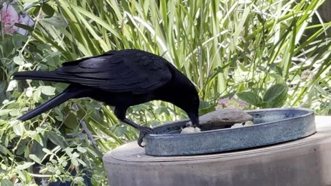 Crow with food refuses to feed it to begging juvenile Stock Footage 315462758