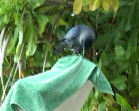 Crow Vídeo Stock 93775