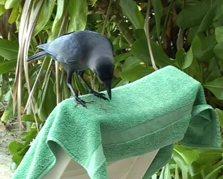 Crow Vídeo Stock 93776