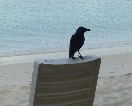 Crow Stock Footage 93777