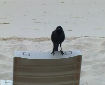 Crow Stock Footage 93904