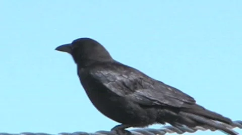 Crow Stockbeeldmateriaal 367969