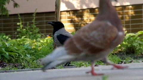 Crow Stock-Footage 722945