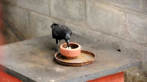 Crow Stock Footage 7752939