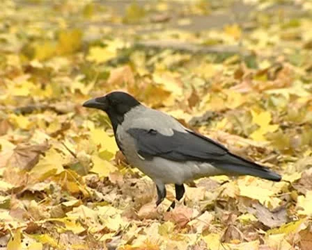 Crow Stock Footage 8944886