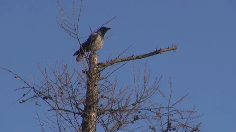 Crow Vídeos de archivo 9960529