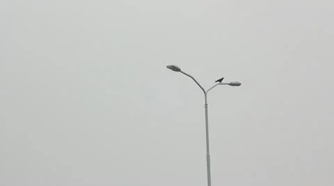 Crow Stock Footage 12382501