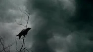 The Crow Stock Footage