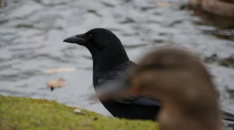 Crow 스톡 동영상 21865238