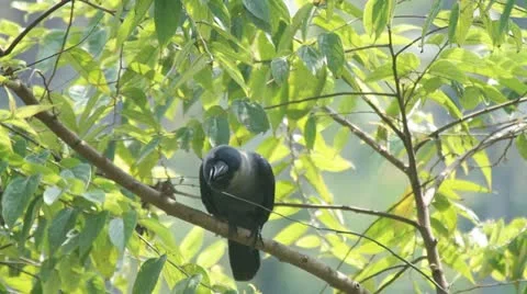 Crow Stock Footage 22305383