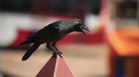 Crow Stock Footage 22424131