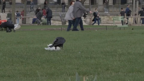 A crow 스톡 동영상 87345692