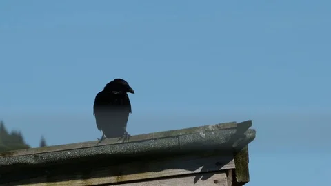 Crow Stock Footage 101354275