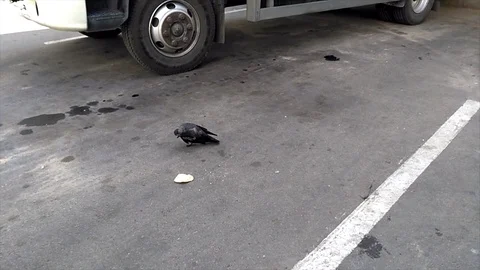 Crow Stock Footage 102545761