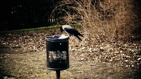 Crow Stock Footage 116270753