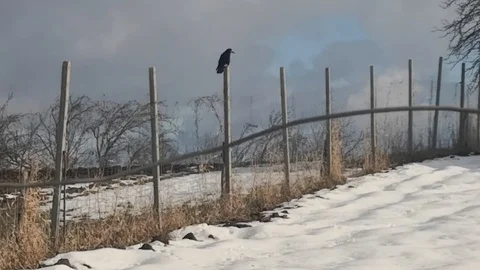 Crow Stock Footage 122668877