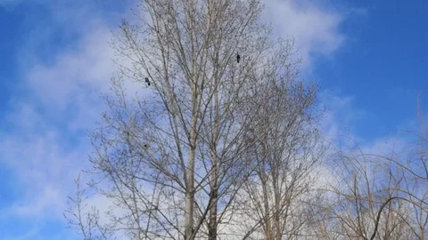 Crow Stock Footage 122669021