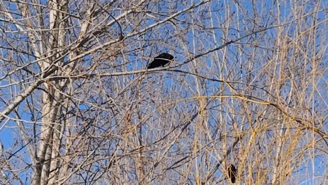 Crow Stock Footage 122690835