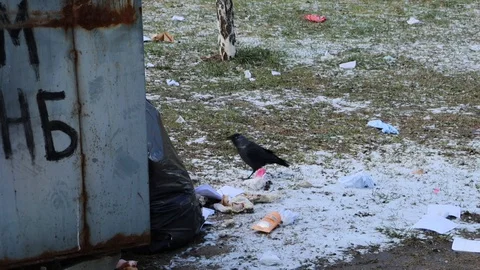 Crow Stock-Footage 128625534