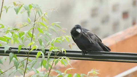 A crow Stock Footage 131684077