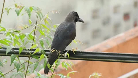 A crow Stock Footage 131685710