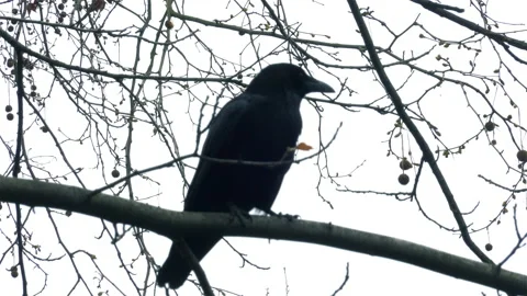 Crow Video stock 132160143