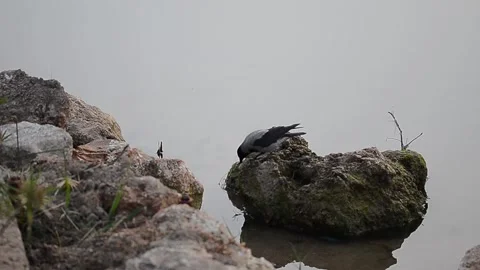 A crow  Stock Footage 133382316