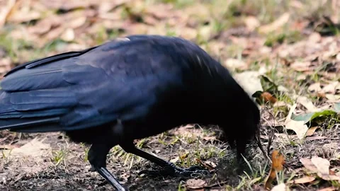 Crow Stock Footage 137794911