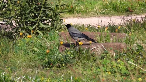Crow Stock Footage 144639031