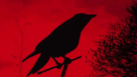 Crow Stock Footage 146102502