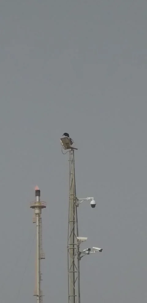 Crow 動画素材 152960419