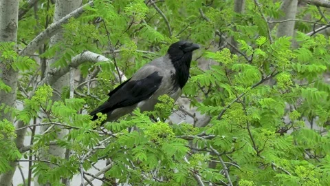 Crow. Stock Footage 194033240