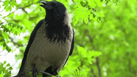 Crow 動画素材 197048082