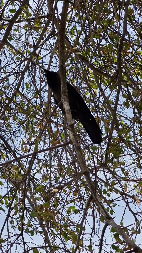 The crow Stock Footage 275199817