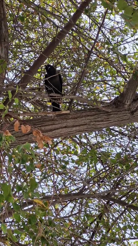 The crow Stock Footage 275199818