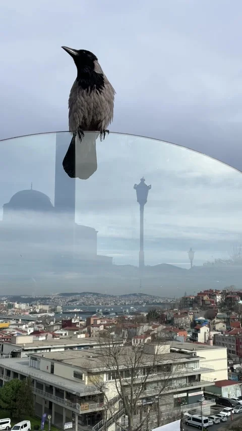 A crow Stock Footage 276960054