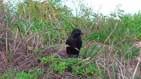 Crow Stock Footage 282229675