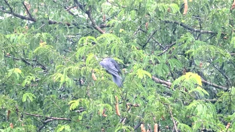 Crow Stock Footage 291916195