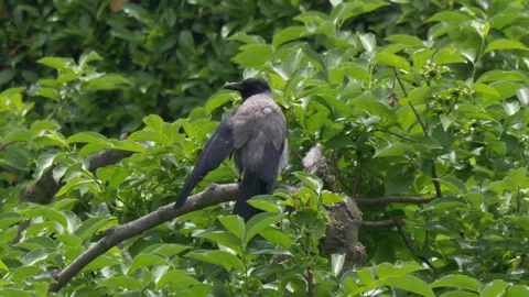 Crow Video stock 299574557