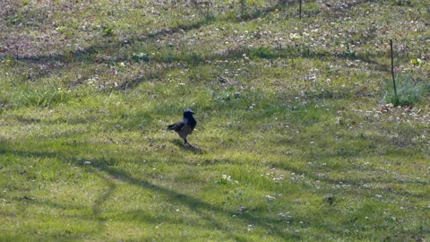 Crow Stock Footage 299578669