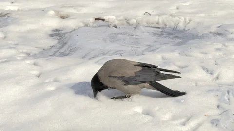 Crow Video stock 306396667