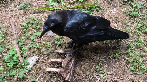 Crow Stock Footage 328853790