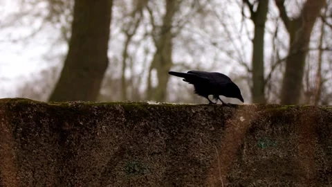 Crow Stock Footage 330397001