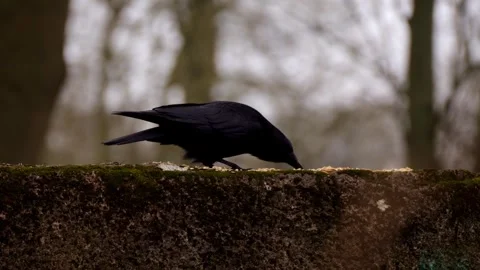 Crow Stock Footage 330397033